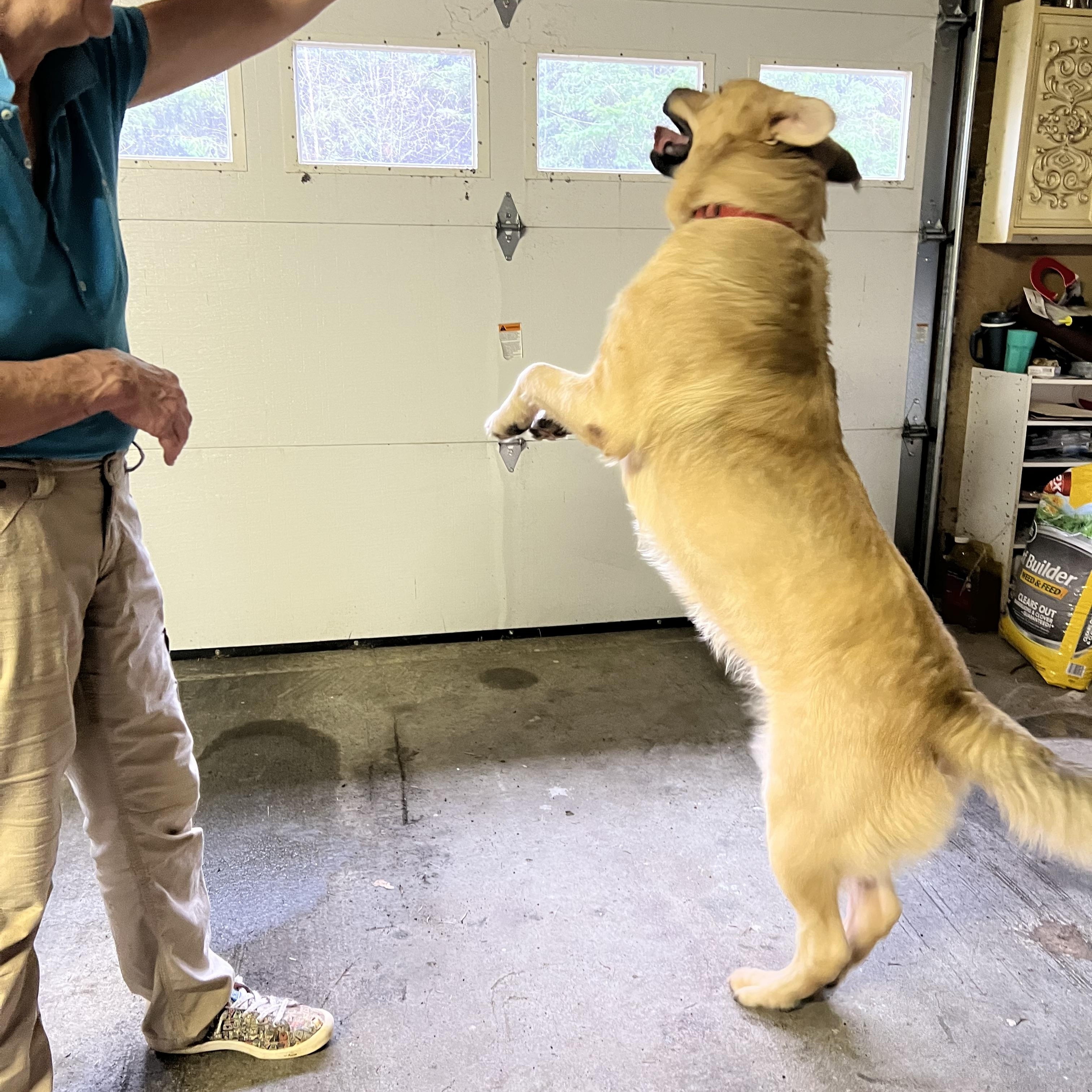 Enlarge Griffy, a Adoptable mixed breed in Longview, WA image 5/5