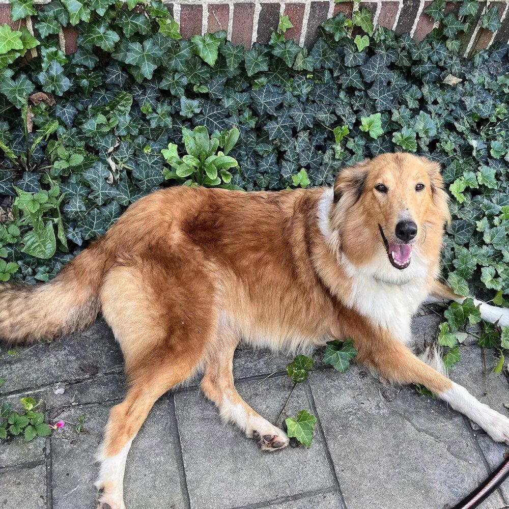 Enlarge Ginny (adoption pending), a Adoptable Collie in Dublin, OH image 1/1