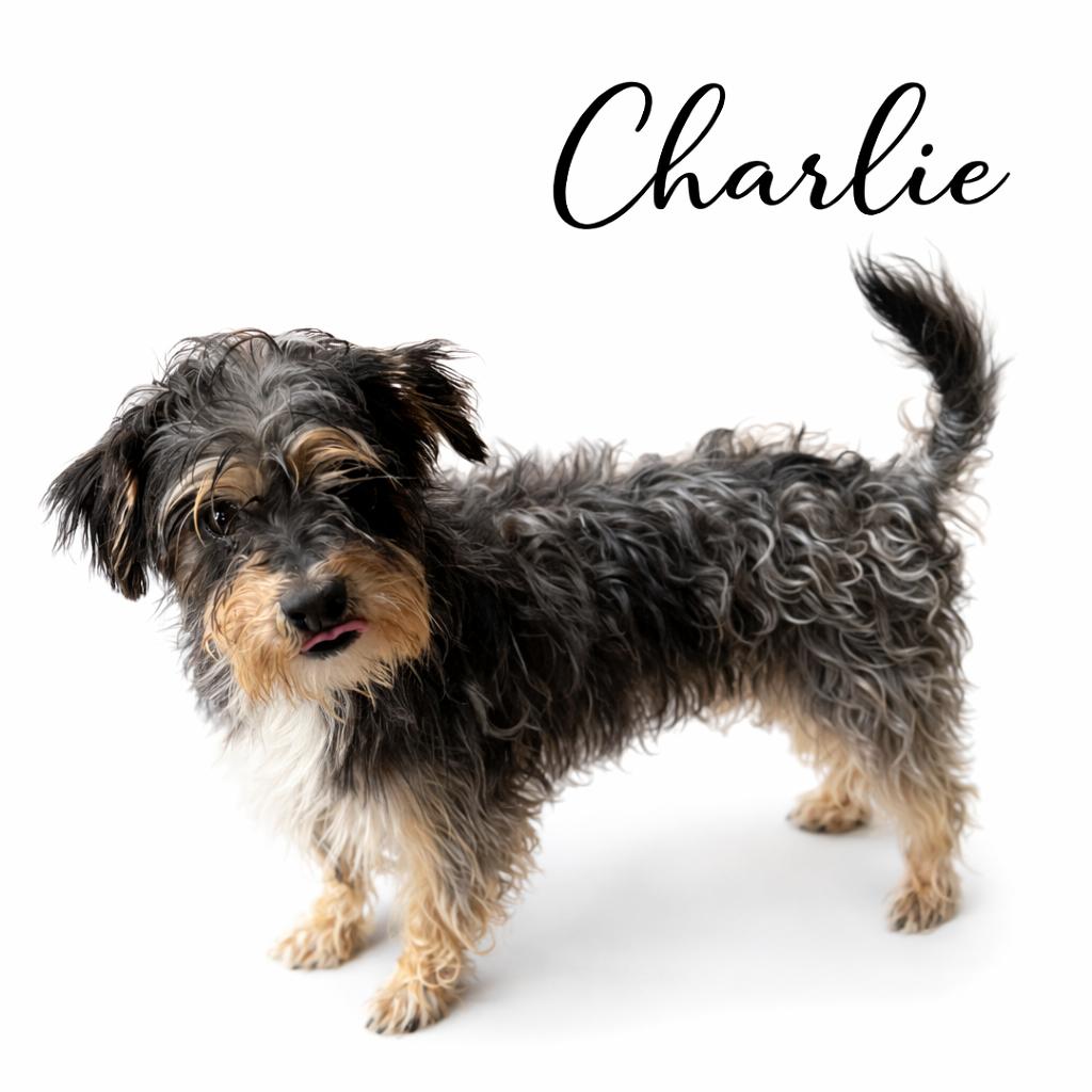 Charlie, adopted, Young Male Miniature Schnauzer & Yorkshire Terrier.