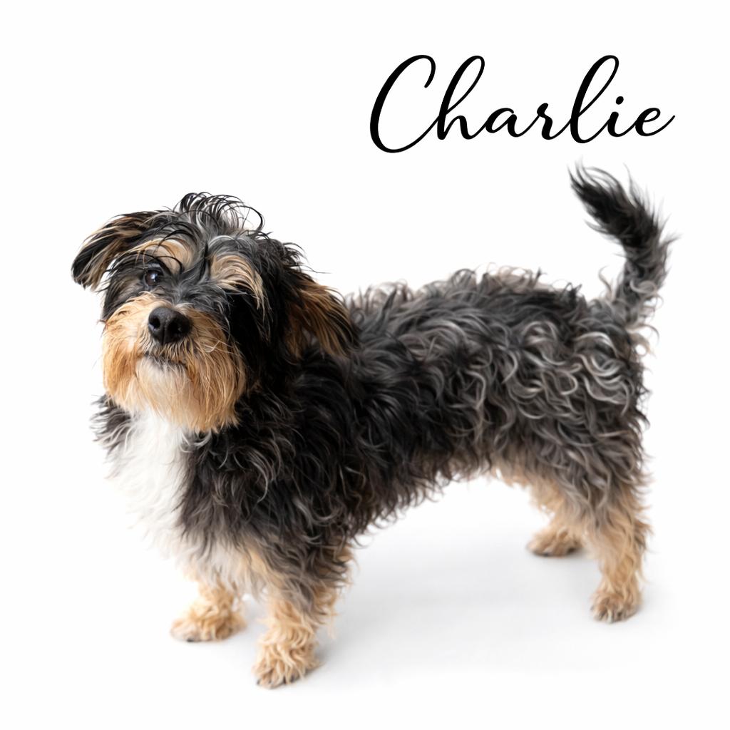 Enlarge Charlie, an adopted mixed breed in SYLVANIA, GA image 2/2
