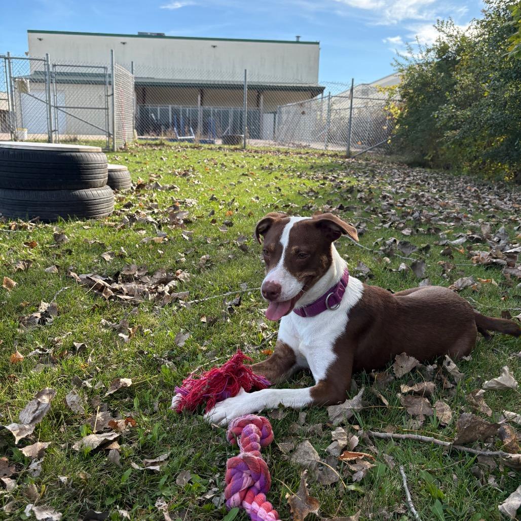 Enlarge Akeman, a Adoptable Mixed Breed in Brookfield, WI image 2/5