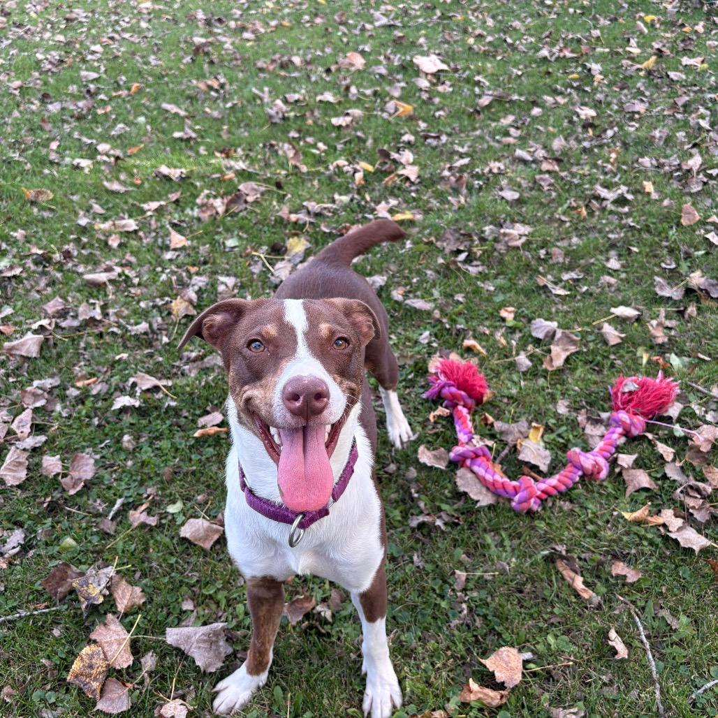 Enlarge Akeman, a Adoptable Mixed Breed in Brookfield, WI image 3/5
