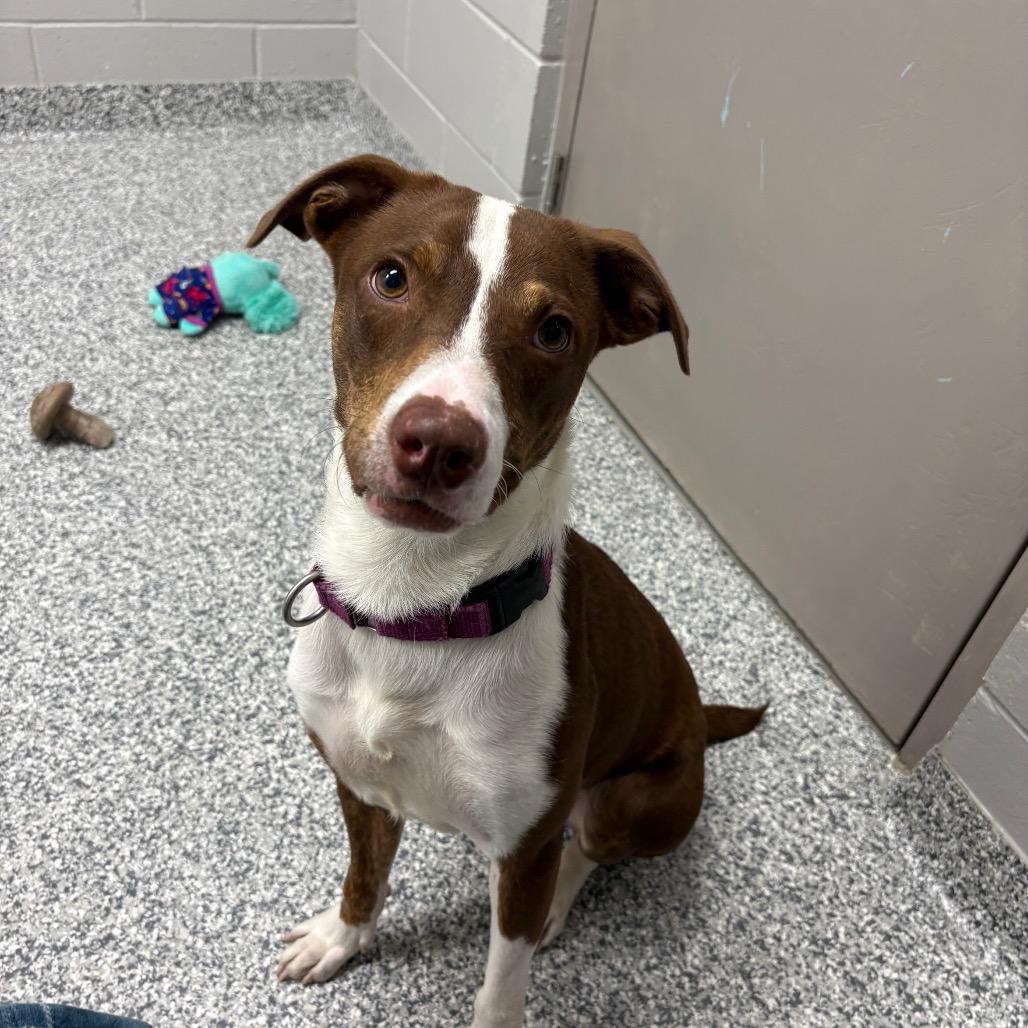 Enlarge Akeman, a Adoptable Mixed Breed in Brookfield, WI image 4/5