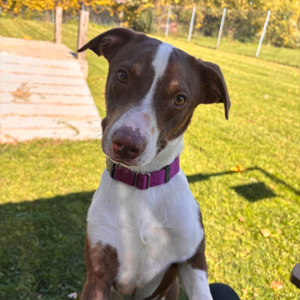 Enlarge Akeman, a Adoptable Mixed Breed in Brookfield, WI image 5/5
