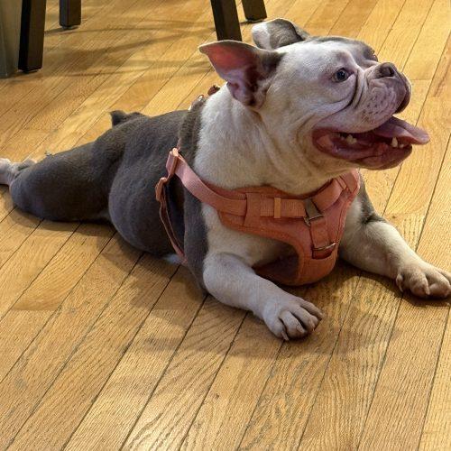 Sugar, Adoptable, Young Female English Bulldog & French Bulldog.
