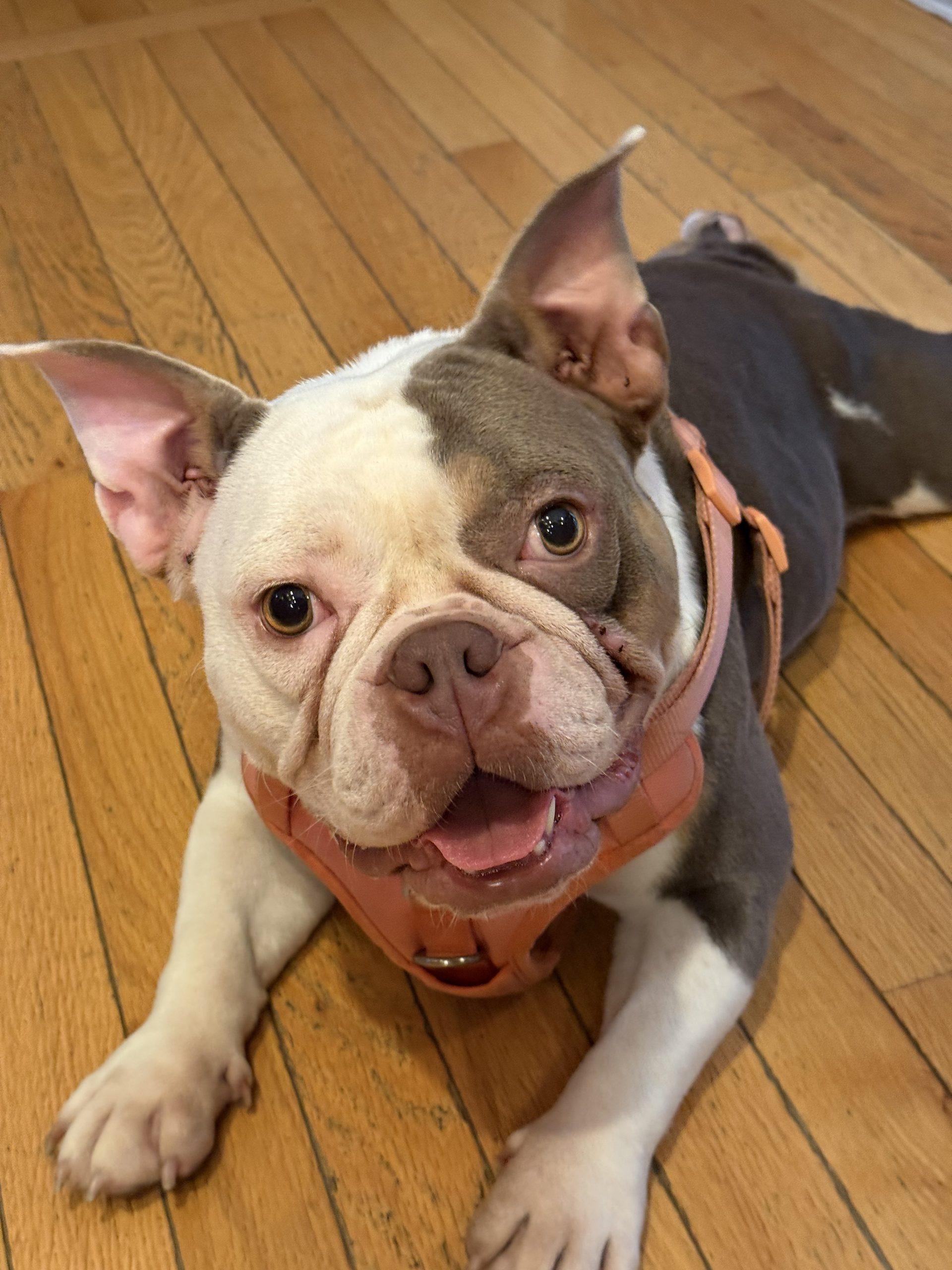 Sugar, a Adoptable mixed breed in Chicago, IL image 2/2