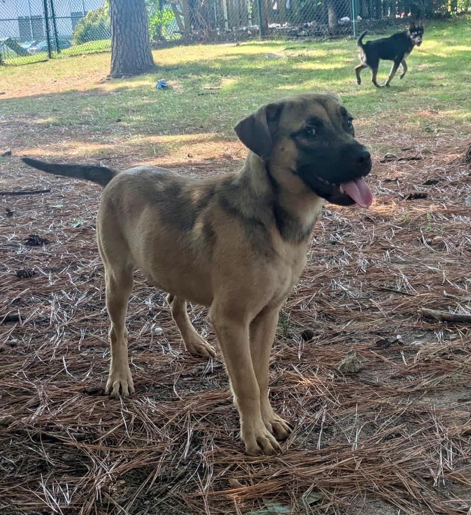 Willow, Adoptable, Puppy Female Shepherd.