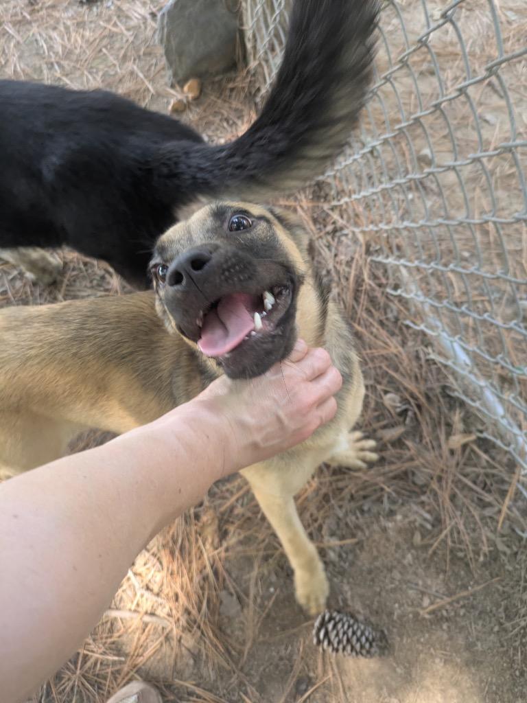Willow, a Adoptable mixed breed in Little Rock, AR image 2/2