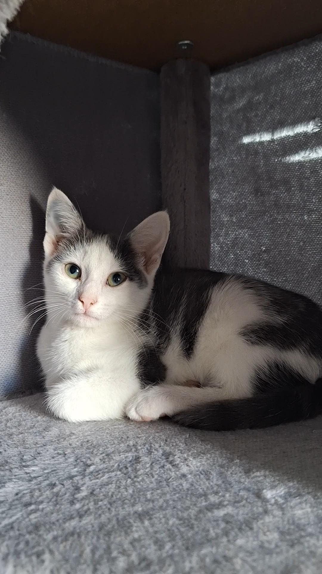 Enlarge Velma, a Adoptable Domestic Short Hair in BUTLER, PA image 1/1