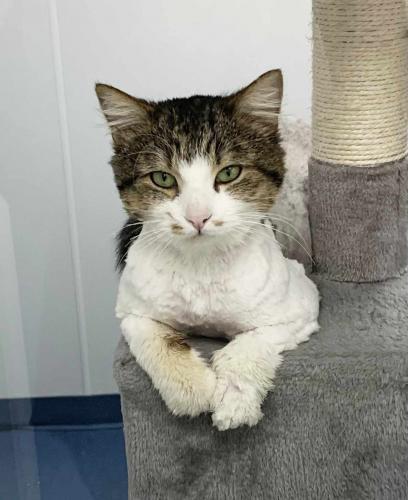 Enlarge Ricky, a Adoptable Domestic Long Hair in St. Johnsbury, VT image 1/2
