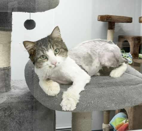 Enlarge Ricky, a Adoptable Domestic Long Hair in St. Johnsbury, VT image 2/2