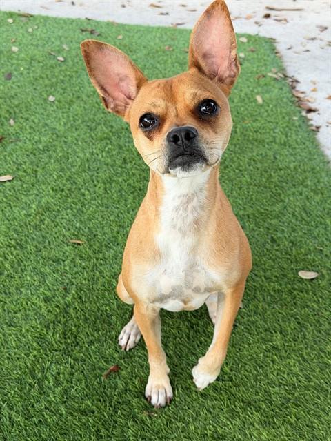 Enlarge BAMBI, a Adoptable Terrier in Fort Myers, FL image 1/1