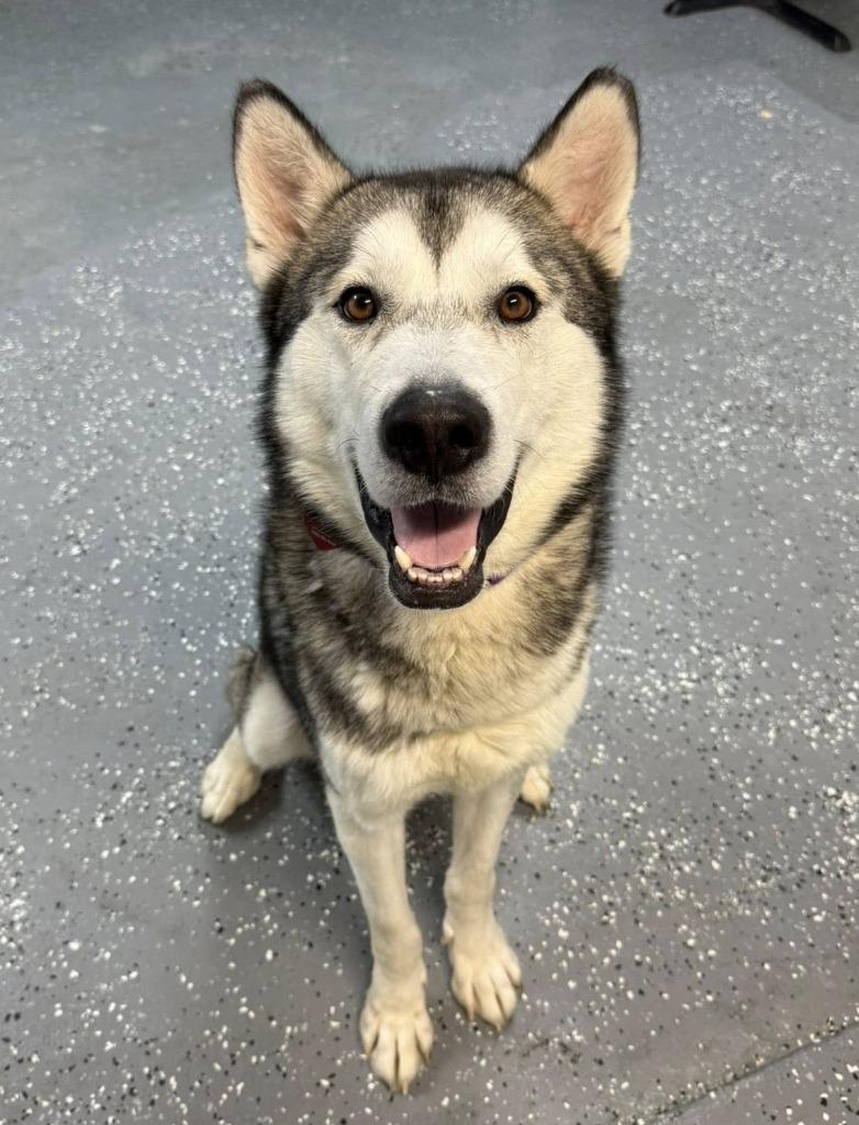 Forrest, Adoptable, Adult Male Husky.