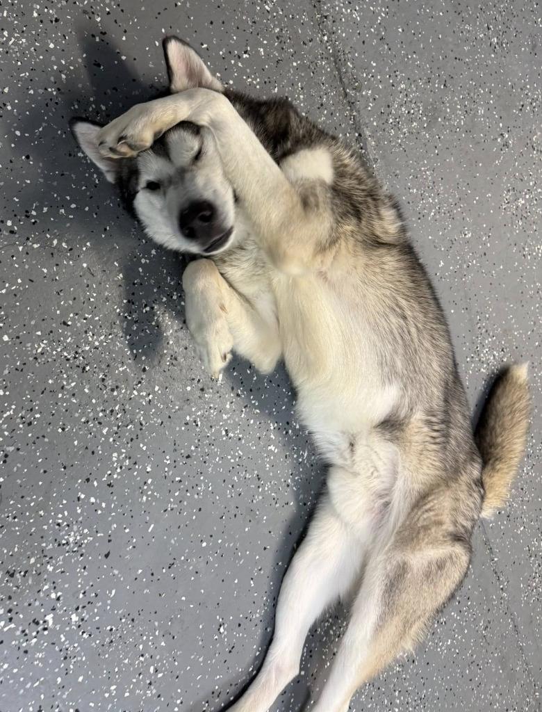 Enlarge Forrest, a Adoptable Husky in Warren, MI image 2/6