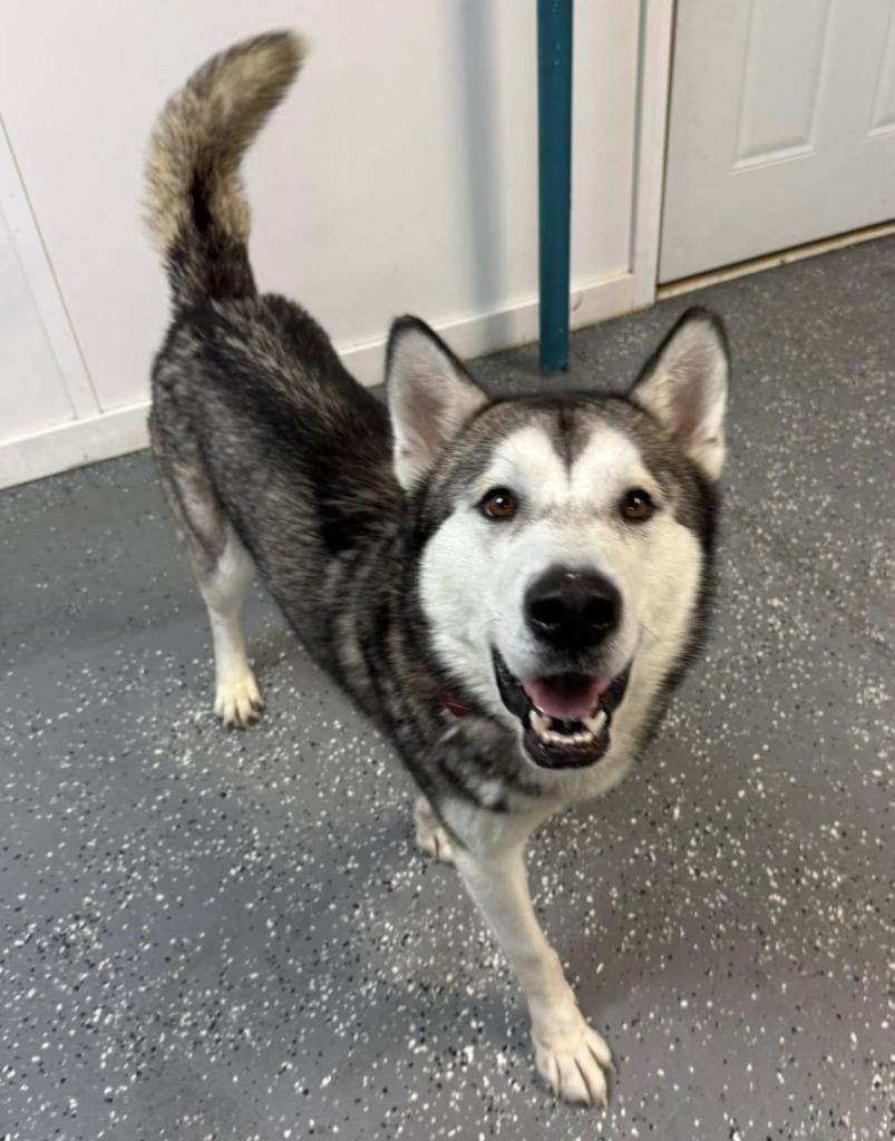 Enlarge Forrest, a Adoptable Husky in Warren, MI image 3/6