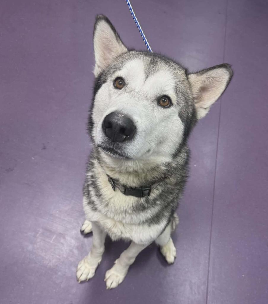 Enlarge Forrest, a Adoptable Husky in Warren, MI image 4/6
