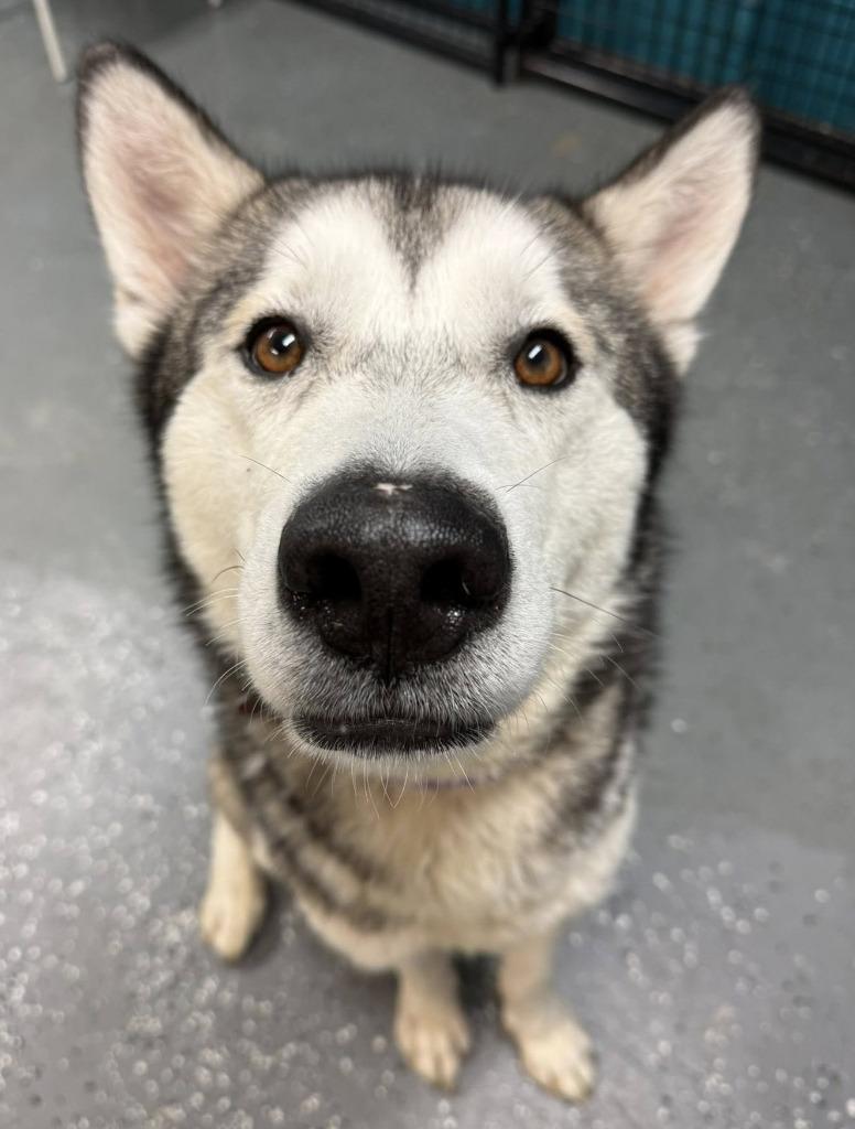 Enlarge Forrest, a Adoptable Husky in Warren, MI image 6/6