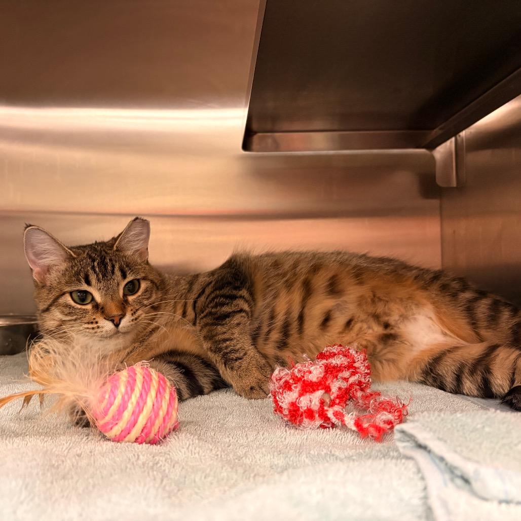 Argentina-I'm in a foster home! Ask to visit with me!, Adoptable, Adult Female Domestic Short Hair.