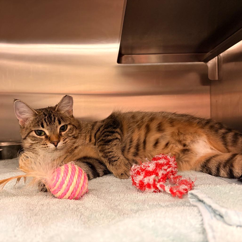 Enlarge Argentina-I'm in a foster home! Ask to visit with me!, a Adoptable Domestic Short Hair in Bristol, IN image 2/4