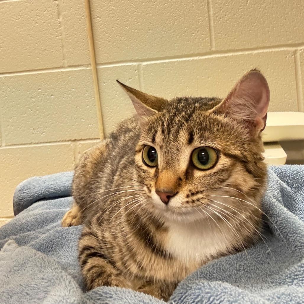 Enlarge Argentina, a Adoptable Domestic Short Hair in Bristol, IN image 1/1