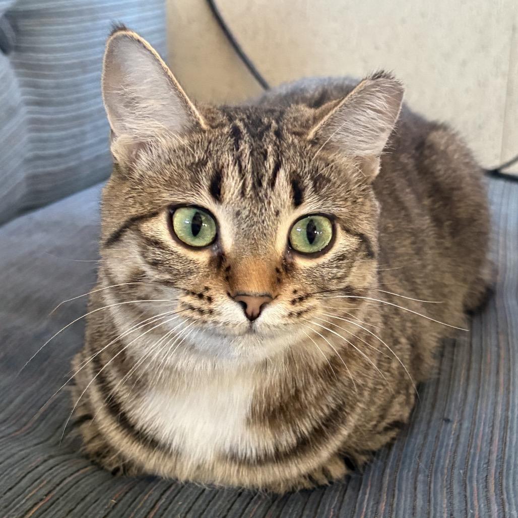 Enlarge Argentina-I'm in a foster home! Ask to visit with me!, a Adoptable Domestic Short Hair in Bristol, IN image 4/4