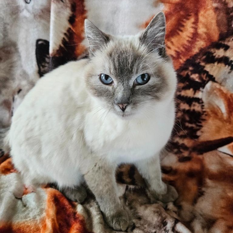 Dolly, Adoptable, Adult Female Domestic Short Hair.