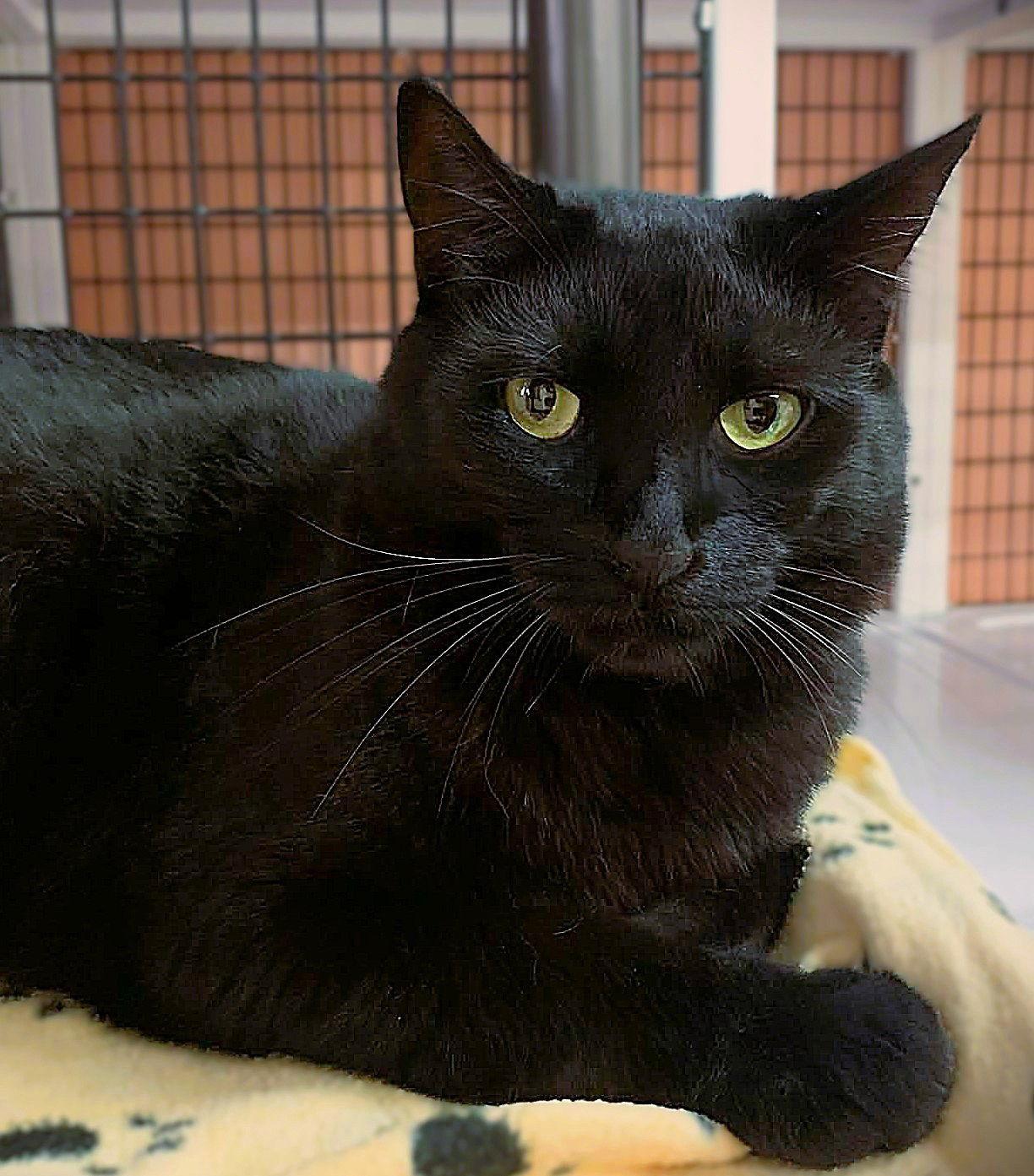 Orbit, Adoptable, Young Female Domestic Short Hair.