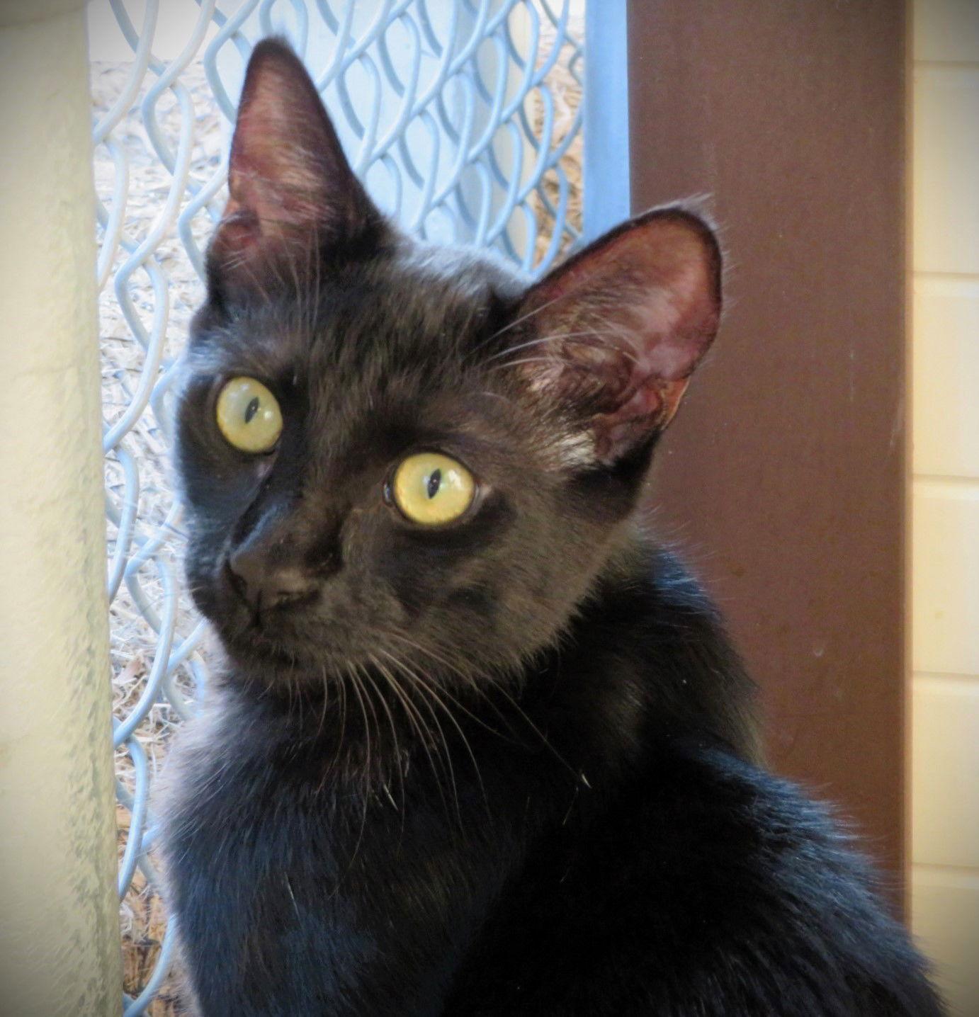 Orbit, a Adoptable Domestic Short Hair in Seal Beach, CA image 1/6