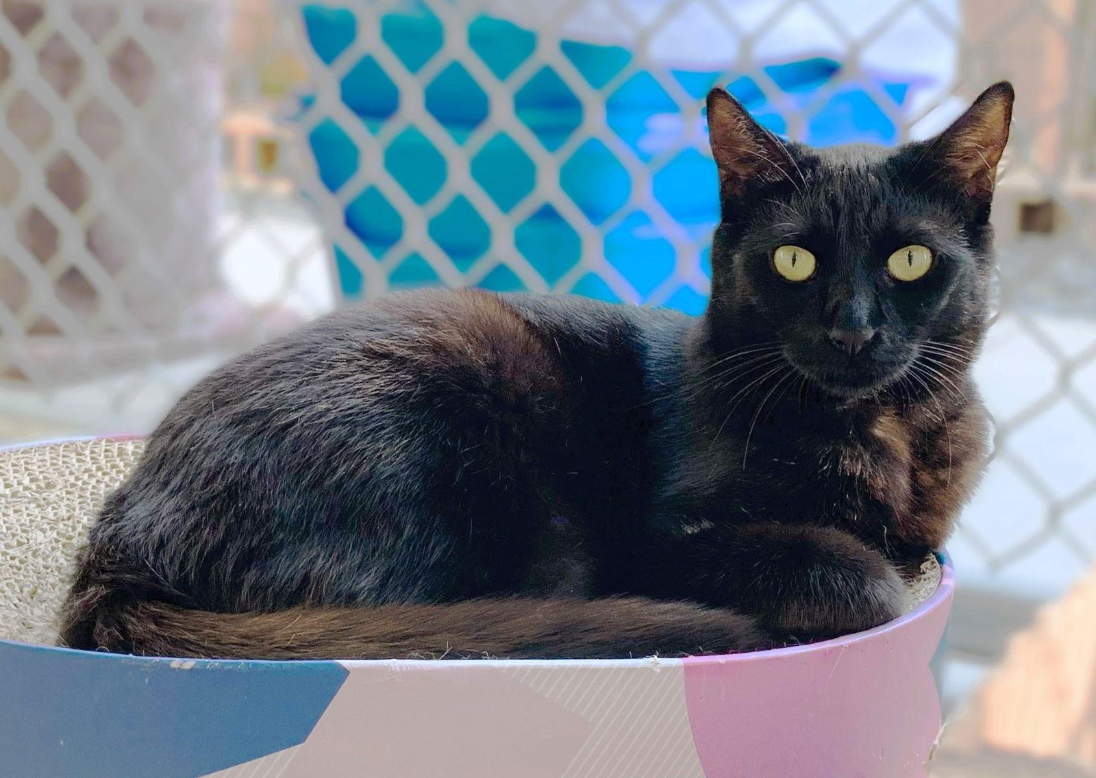 Enlarge Orbit, a Adoptable Domestic Short Hair in Seal Beach, CA image 2/3