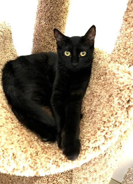 Orbit, a Adoptable Domestic Short Hair in Seal Beach, CA image 2/6
