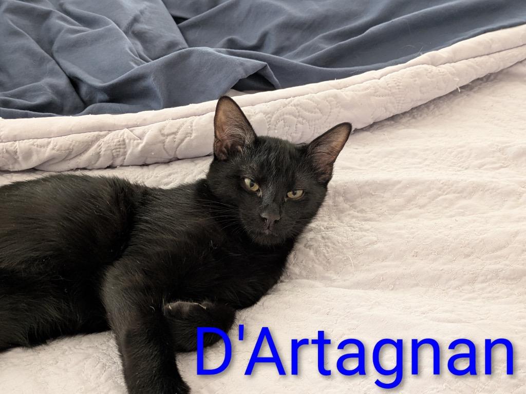 D'Artagnan, Adoptable, Kitten Male Domestic Short Hair.