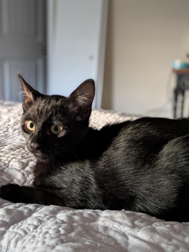 D'Artagnan, Adoptable, Young Male Domestic Short Hair.