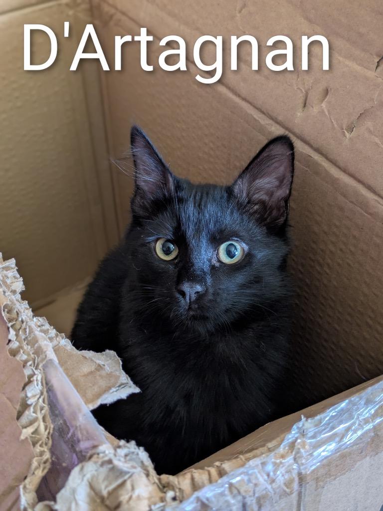 Enlarge D'Artagnan, a Adoptable mixed breed in San Antonio, TX image 3/3