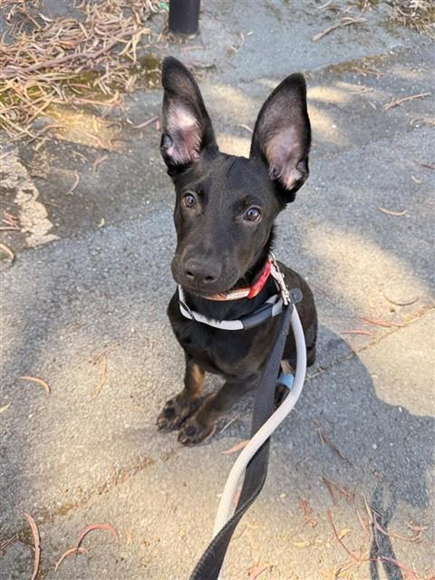 Enlarge MAX, a Adoptable mixed breed in Fremont, CA image 1/1