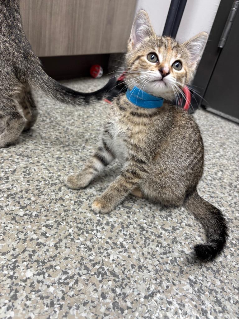Bomb Pop, Adoptable, Kitten Female American Shorthair.