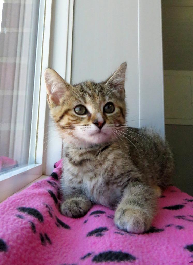Enlarge Bomb Pop, a Adoptable American Shorthair in Van Wert, OH image 2/2