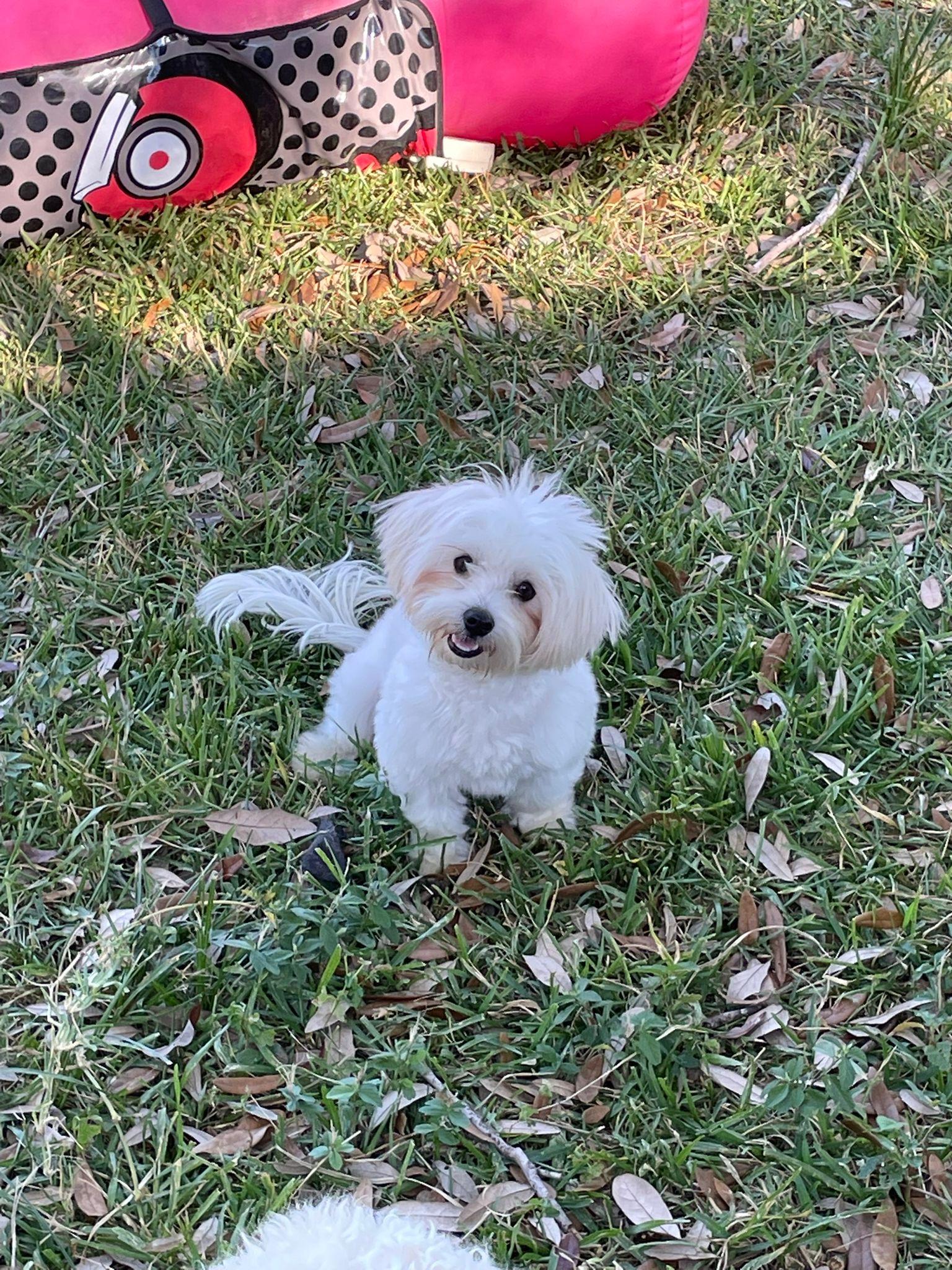 Jack, an adopted Maltese in Hyattsville, MD image 3/4