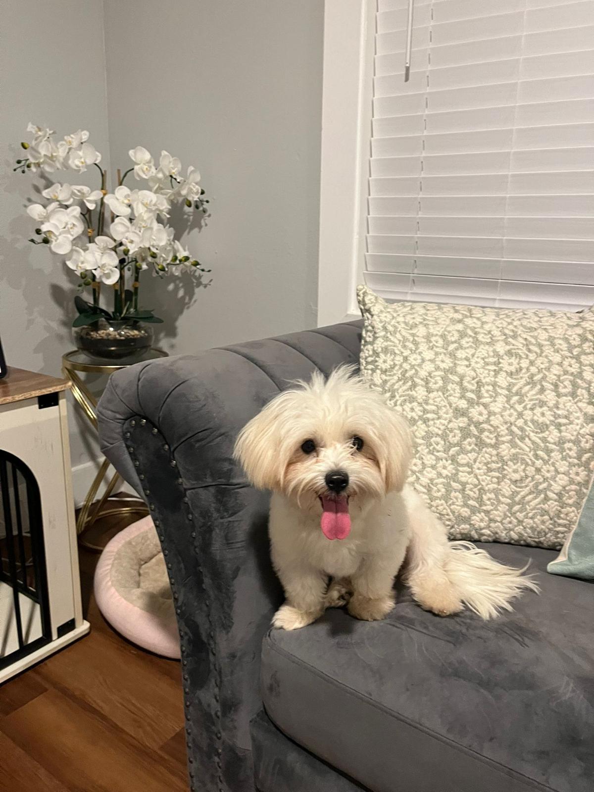 Jack, an adopted Maltese in Hyattsville, MD image 2/4