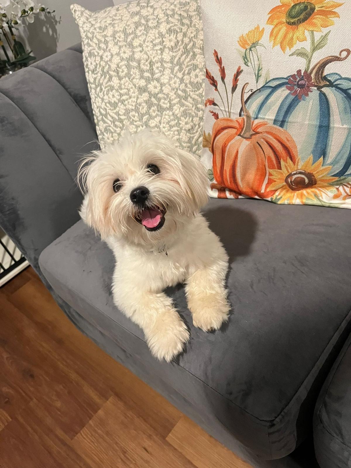 Jack, adopted, Young Male Maltese.