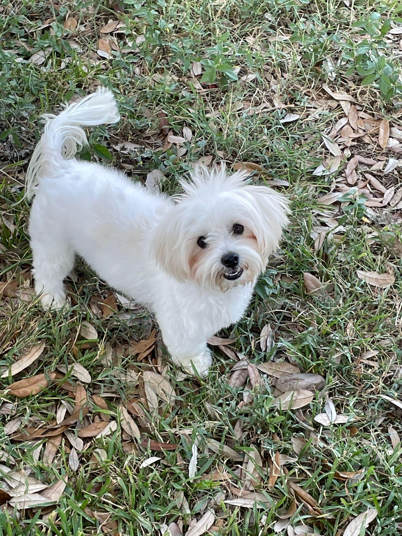 Jack, an adopted Maltese in Hyattsville, MD image 4/4