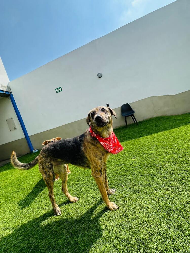 Enlarge NESSA, a Adoptable mixed breed in Langley, BC image 1/6