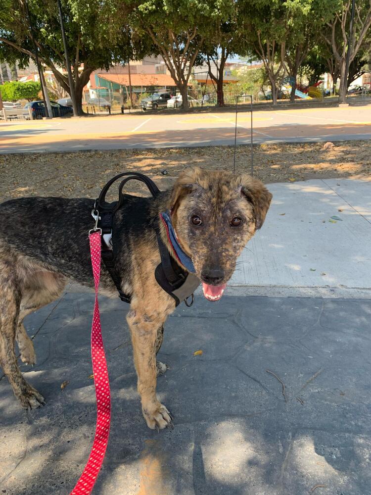 NESSA, Adoptable, Adult Female Airedale Terrier.