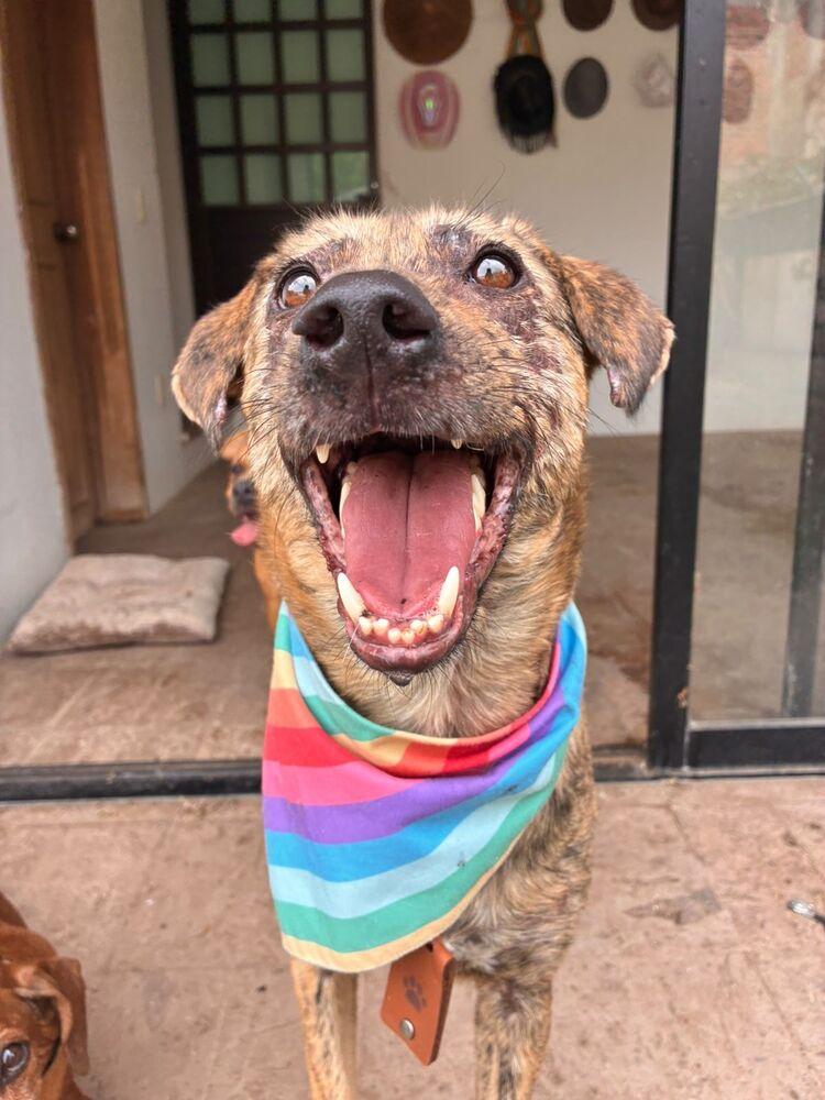 NESSA, Adoptable, Adult Female Airedale Terrier.
