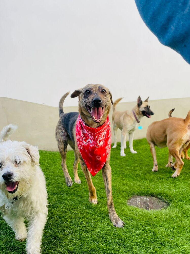 Enlarge NESSA, a Adoptable mixed breed in Langley, BC image 2/6