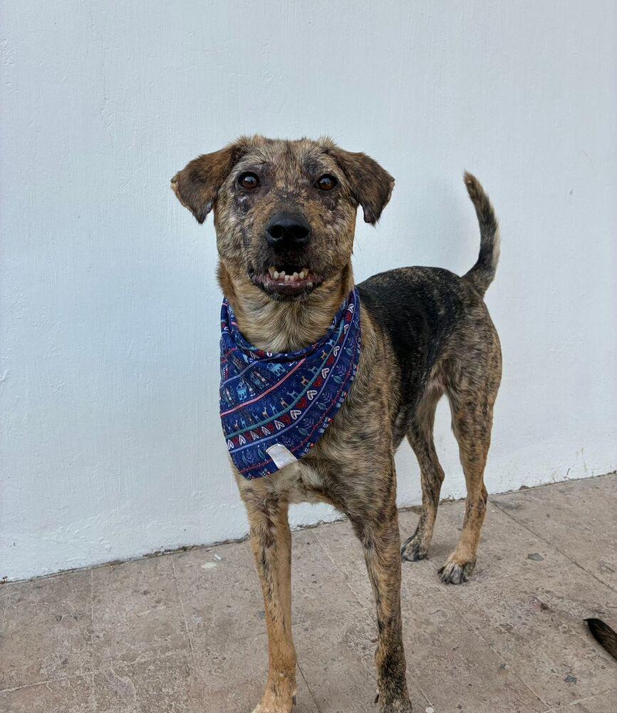 NESSA, Adoptable, Adult Female Airedale Terrier.