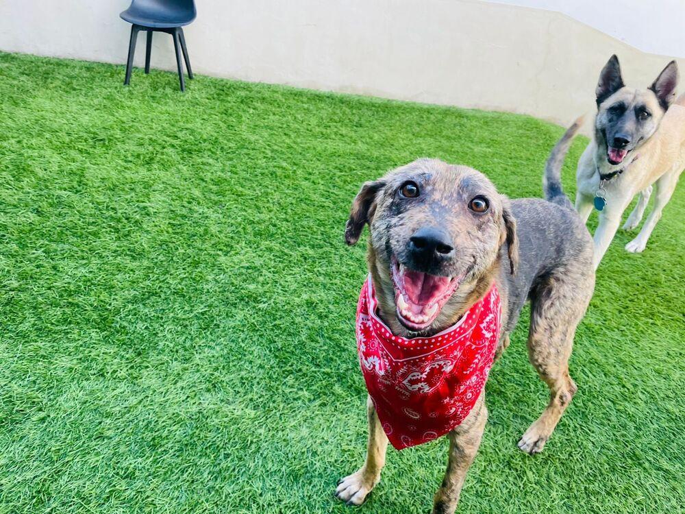 Enlarge NESSA, a Adoptable mixed breed in Langley, BC image 3/6