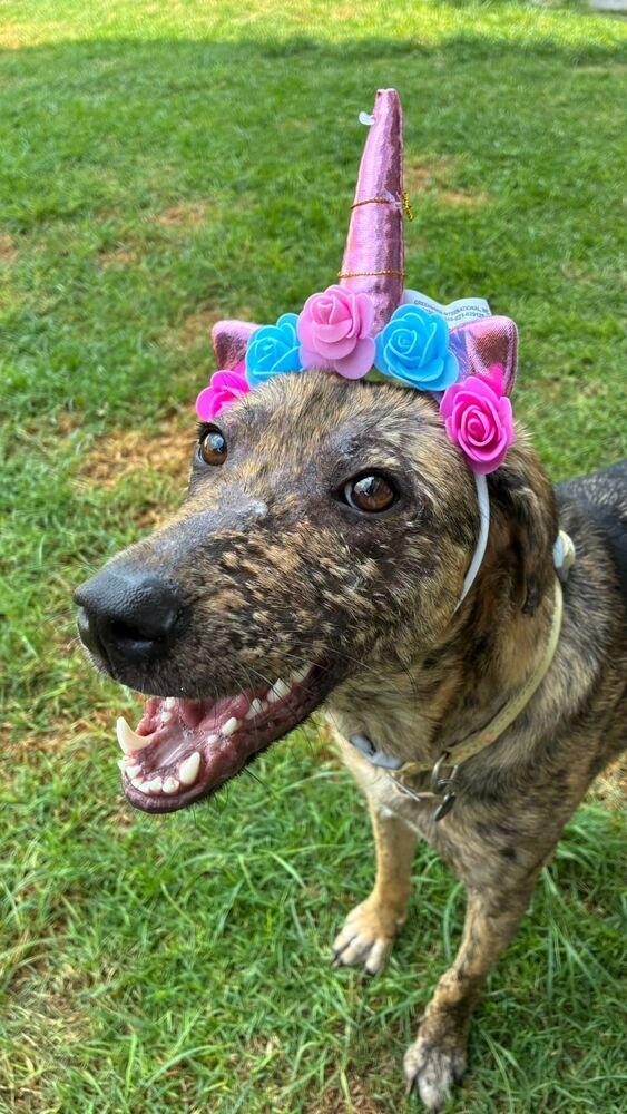 Enlarge NESSA, a Adoptable mixed breed in Langley, BC image 3/6