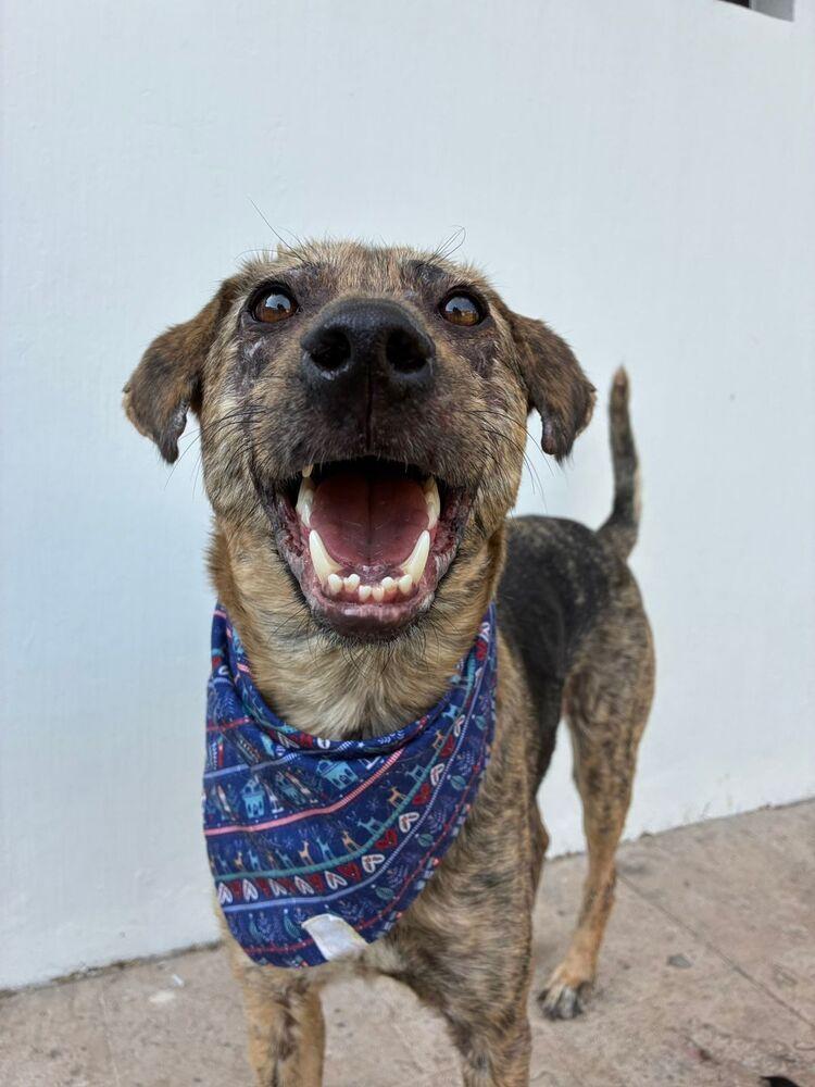 Enlarge NESSA, a Adoptable mixed breed in Langley, BC image 4/6