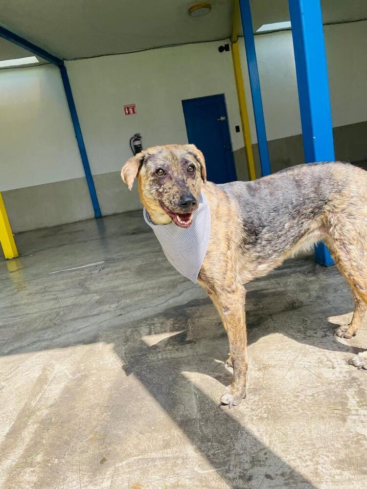 Enlarge NESSA, a Adoptable mixed breed in Langley, BC image 3/6