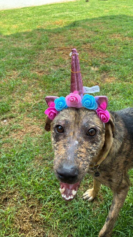 Enlarge NESSA, a Adoptable mixed breed in Langley, BC image 4/6